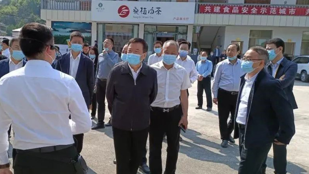 Chen Fei investigated Xiangfeng Sangzhi White Tea Company